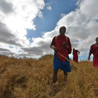 Los masáis, de cazar leones a protegerlos con GPS