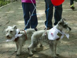 La campaña de reforzamiento y vacunación de mascotas será de este 28 de septiembre y hasta el 1 de octubre. NTX / ARCHIVO