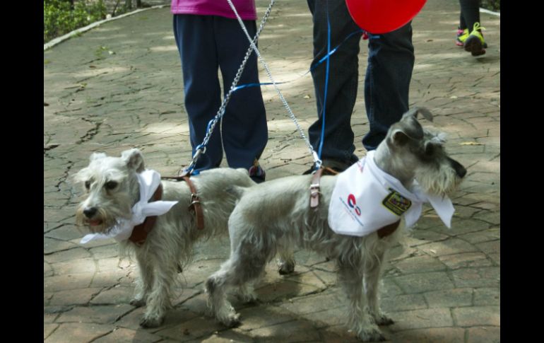 La campaña de reforzamiento y vacunación de mascotas será de este 28 de septiembre y hasta el 1 de octubre. NTX / ARCHIVO