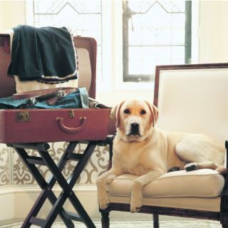 Viajar con tu mascota nunca fue tan fácil