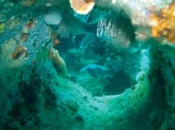 La investigación se puede aplicar en la restauración y conservación de hábitats afectados por sobrepesca y tráfico marino. EFE / ARCHIVO