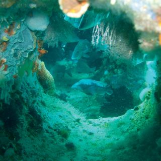 Peces crípticos, especies clave en preservación de arrecifes