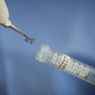 El zika sólo causa síntomas leves en los niños