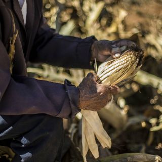 Exportación agropecuaria deja a México 70 MDD diarios