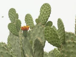 El nopal produce un novedoso polvo para purificar el agua. EL INFORMADOR / ARCHIVO