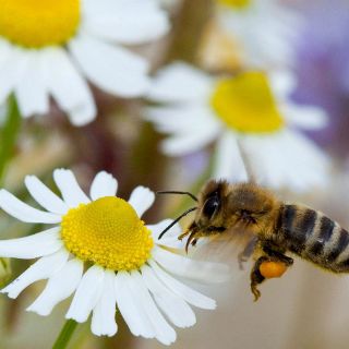 Especies de abejas están en peligro de extinción