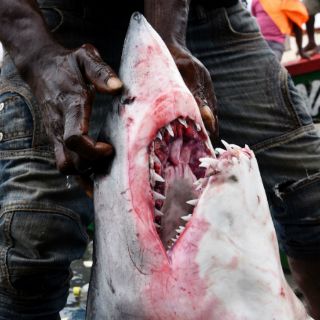 El tiburón pasa de predador a presa