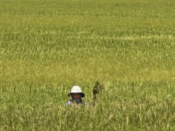 Los productores de arroz poco a poco han abandonado el campo debido a secuestros y extorsiones realizados por la delincuencia. EFE / ARCHIVO