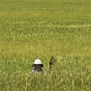 Productores alertan sobre escasez de arroz en Venezuela