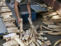 Los partidarios de un mercado regulado, en cambio, ven en este llamamiento una nueva oportunidad para los furtivos y los traficantes. EFE / ARCHIVO