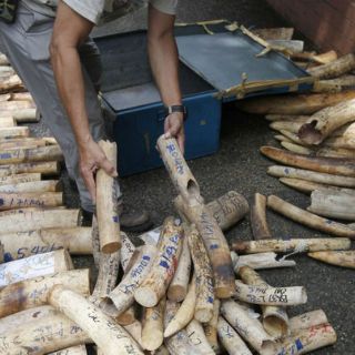 Piden cerrar 'urgentemente' los mercados nacionales de marfil