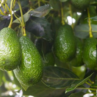 'Tenemos dólares colgando de los árboles'