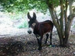 El “secuestrador” le dijo que posteriormente le haría una segunda llamada para informarle el lugar donde se realizaría el “canje”. ESPECIAL /