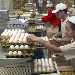 Los Altos aportan más de la mitad de huevo producido en México