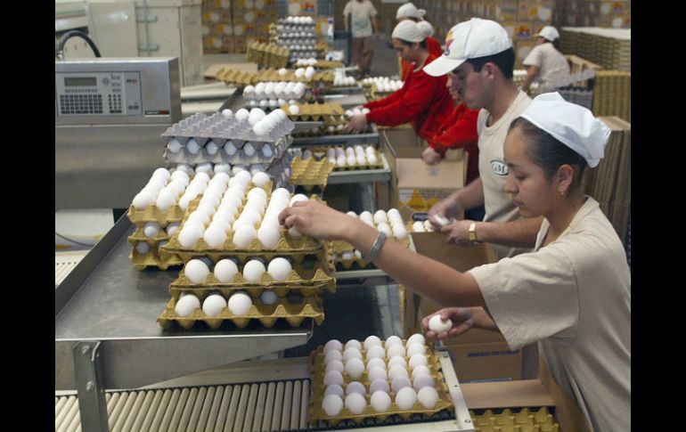 Según empresarios del ramo, la industria del huevo en Jalisco genera 700 mil empleos directos e indirectos. EL INFORMADOR / ARCHIVO