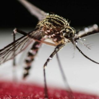 Reporta OMS primer caso de síndrome Guillain-Barré por zika en México