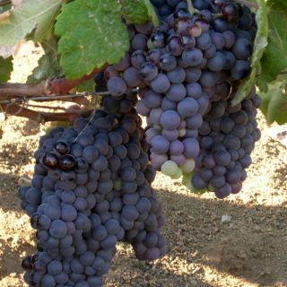 Industriales presentan iniciativa para impulsar sector vitivinícola