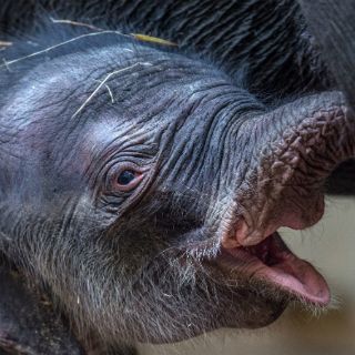 Nace el tercer elefante indio en el zoológico de Praga