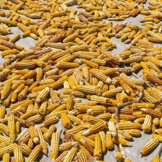 Científicos producen tres tipos de maíz tolerantes a la sequía