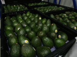 El aumento se debe a que este es el final de la temporada del aguacate. EL INFORMADOR / ARCHIVO