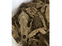 Indican que los animales fueron enterrados entre los años 1000 y 1470, y corresponden a la cultura Ychma. EFE / E. Arias