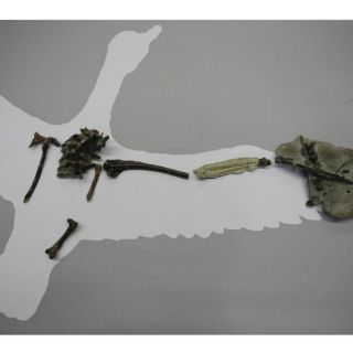 Paleontólogos presentan el aparato fonador de ave más antiguo