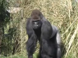 Los testigos indican que Kumbuka estuvo golpeando las paredes de su hábitat antes de escapar. YOUTUBE /  ZSL - Zoological Society of London