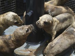 Los leones marinos antes de ingresar a su nuevo hogar. AP / M. Mejía
