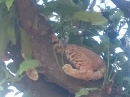 Se presume que el animal sea propiedad de uno de los vecinos, quien lo mantenía como su mascota. ESPECIAL /