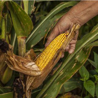 Alimentación y agricultura, dañadas por temperatura global