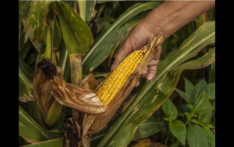 En 2009, un año cálido, se produjeron 4.56 toneladas de maíz en Jalisco, una menos que en 2004, que fue un año fresco. EL INFORMADOR / ARCHIVO