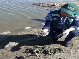 Las ranas son del tipo Telmatobius spp., conocida como rana gigante del Titicaca, una especie considerada en peligro de extinción. ESPECIAL / www.serfor.gob.pe