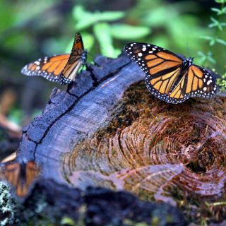 Michoacán, listo para recibir a la Mariposa Monarca