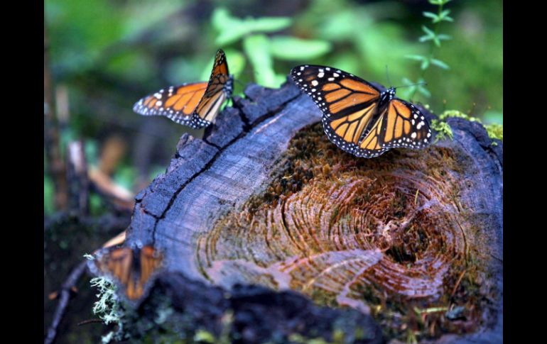 La Reserva de la Biosfera de la Mariposa Monarca reúne las condiciones necesarias para que año con año lleguen a este lugar. NTX / ARCHIVO