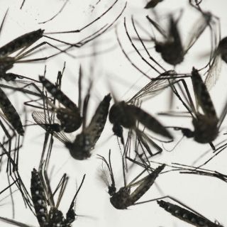 Nueva muestra de mosquitos en Florida da positivo a zika