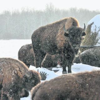 Descubren orígenes a través del ADN y el arte rupestre