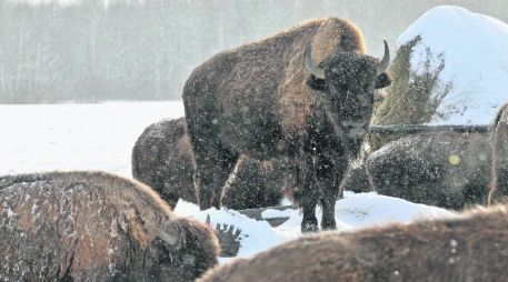 Espacios en blanco. La complementación entre disciplinas científicas determinó el proceso evolutivo del bisonte. AP /
