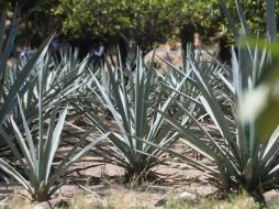 Este año es el décimo aniversario de la declaración del Paiaje Agavero como Patrimonio de la Humanidad. EL INFORMADOR / ARCHIVO