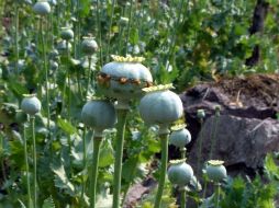 El incremento en el cultivo de amapola en el norte del país puede estar relacionado con un deterioro de seguridad en la región. SUN / ARCHIVO