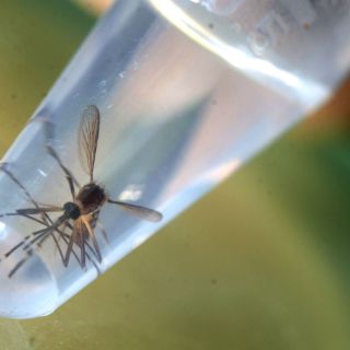 Suman cinco mil 204 casos de zika en México
