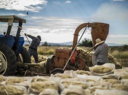 En términos anuales y por grandes grupos de actividades, las actividades primarias se elevan 8.8% y las terciarias 2.8 por ciento. EL INFORMADOR / ARCHIVO