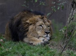 Los investigadores advierten que si no se toman medidas, las poblaciones podrían caer en un 67% a finales de esta década. AP / A. Grant