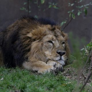 En 40 años, vida salvaje se redujo más de la mitad: informe