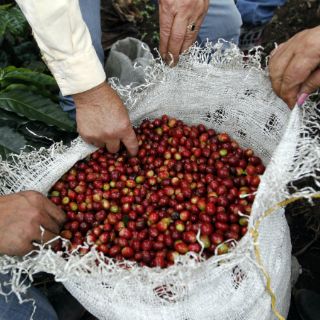 Arándanos no curan infecciones urinarias: estudio