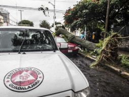 Desde 2010, el Ayuntamiento tapatío ha atendido 35 reclamos por responsabilidad patrimonial debido a la caída de árboles. EL INFORMADOR / ARCHIVO
