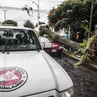Les cae árbol encima, los indemnizan con 2.6 millones de pesos