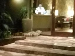 El yacaré era de tamaño 'grande', según describieron, y fue rescatado sin que sufriera daños. TWITTER / @maritoxalcaraz