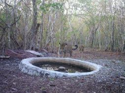 Las cachorras fueron halladas el 5 de octubre y no se sabe con certeza si la madre murió o las abandonó. TWITTER / @CONANP_mx