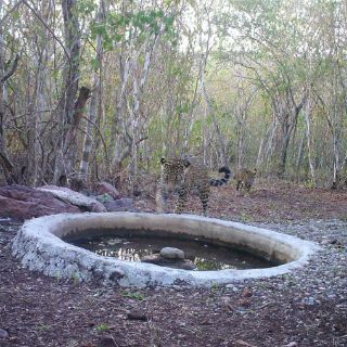 Rescatan a dos cachorras de jaguar en Campeche