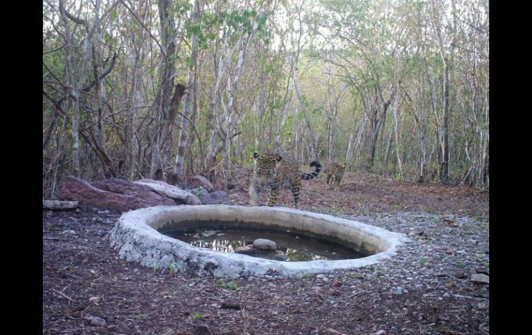 Las cachorras fueron halladas el 5 de octubre y no se sabe con certeza si la madre murió o las abandonó. TWITTER / @CONANP_mx